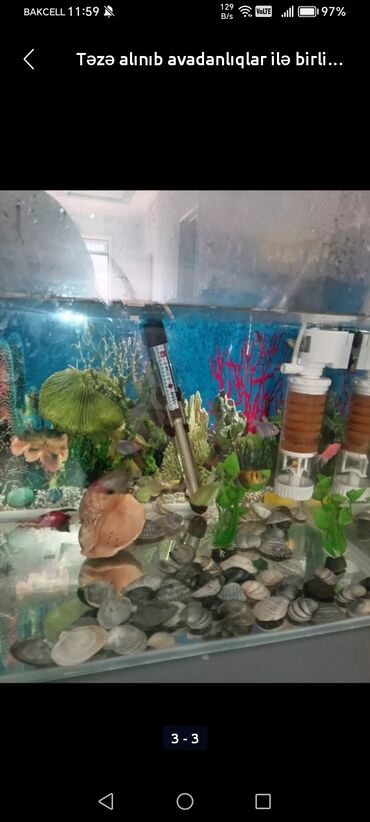 akvarium balıqları: Ünvandan götürmə