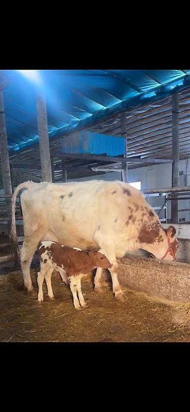 Inəklər, öküzlər: Südlük inək və buzov - Cins: alaca (şəkillərdə qırmızı-alaca rəngli) — 13