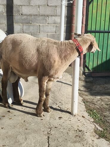 Бараны, овцы: Продаю | Овца (самка) | Эдильбаевская | Для разведения | Племенные — 9