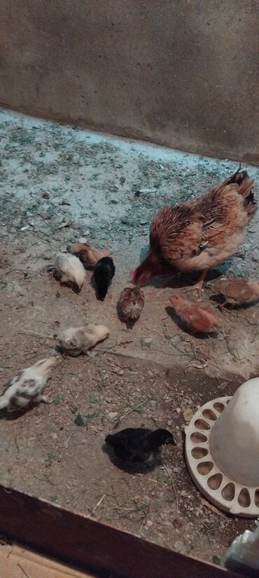cücə satışı: Tecli satlir 1 ana 9 balsi iki hefdelikdi cuceler unvan qobu yolunun