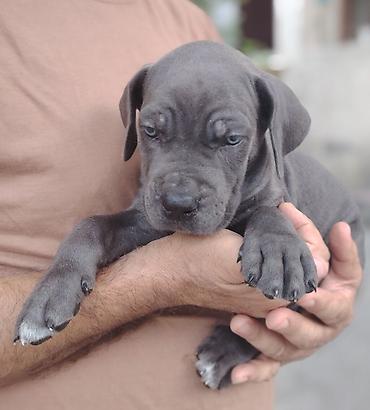 cane corso qiyməti: Kane-Korso, 1 ay, Dişi — 2