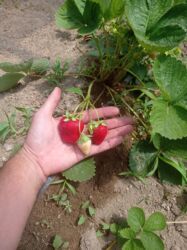 Şitillər: Murano çiyələk stilləri satılır .ilboyu məhsul dərmey olur .isdixana — 9