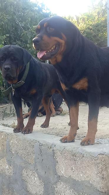 İtlər: Rotveyler, 2 ay, Erkək, Peyvəndli, Ünvandan götürmə -da lalafo.az — 26 İtlər: Rotveyler, 2 ay, Erkək, Peyvəndli, Ünvandan götürmə — 26