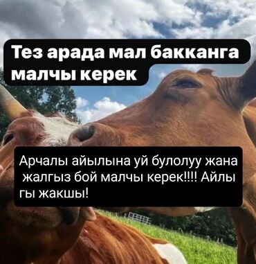 мал жандык: Талап кылынат Малчы, Төлөм Ай сайын, Тамактануу