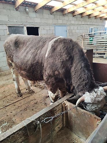 Коровы, быки: Продаю | Бык (самец) | Герефорд | Для разведения | Привязанные — 7