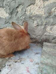 Dovşanlar: Temiz Burgun balalar. var satiwda diwi ve erkey 1 erkey 2 diwi — 13