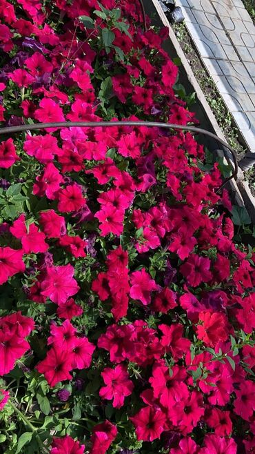 шатер на заказ: Саженцы для вашего сада 🌼Бархатцы 🌸Шафраны 🌼Цинии 🌸Георгины