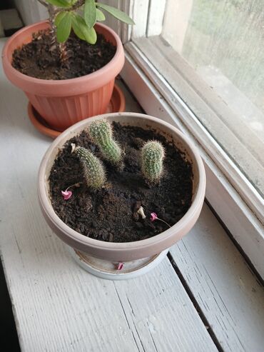 фикус белиз: Продаётся цветок кактус 🌵