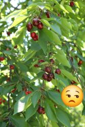 Torpaq sahələrinin satışı: 10 sot, Kənd təsərrüfatı, Mülkiyyətçi, Kupça (Çıxarış) — 9