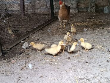 alişan'ın pişiyinin adı: Dişi, | Lal ördək, Ətlik, Ünvandan götürmə
