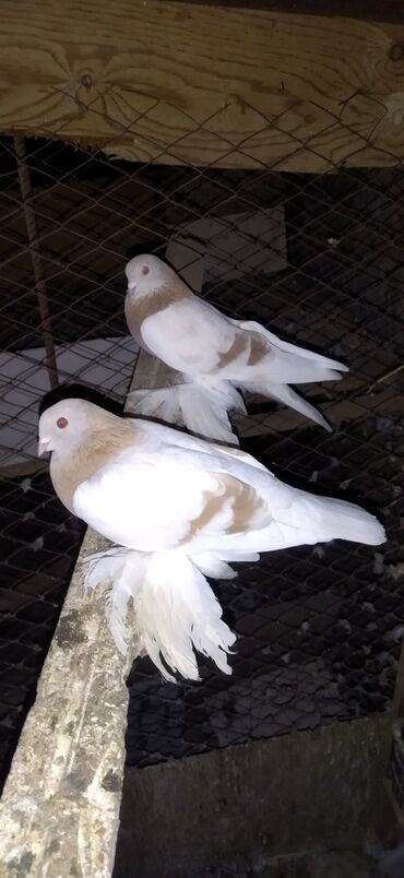 Птицы: Когучкон, голуби, кабутар — 2