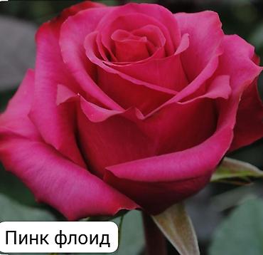 Роза: Чайно-гибридные розы (срезочные сорта) Предлагаются популярные — 3