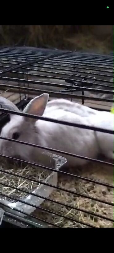 кролик талас: Продаются Кролики порода "Карликовые" 2шт