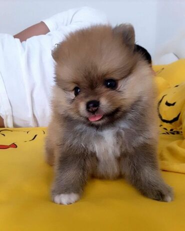 кошка в добрые руки: Шпиц, 2 месяца, Самовывоз