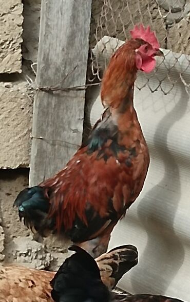 setteri it cinsinin digər adı: Xoruz beceler 5 aylıqdırlar biri 10 manata heç bir problemləri yoxdur