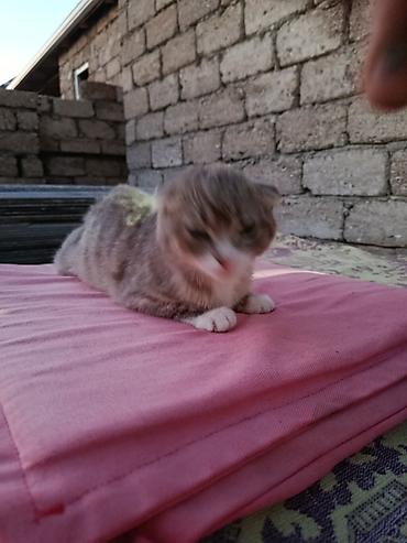 col pişiyi: Şotland pişiyidi 3ayliqdi razilasmaq olar ev terbiyesi var Vatsap — 3