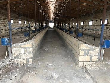 Kommersiya daşınmaz əmlakının satışı: 150 HEKTAR ƏRAZİ satılır İMİŞLİDƏ 110 HEKTAR Mülkiyyət Əkin — 15