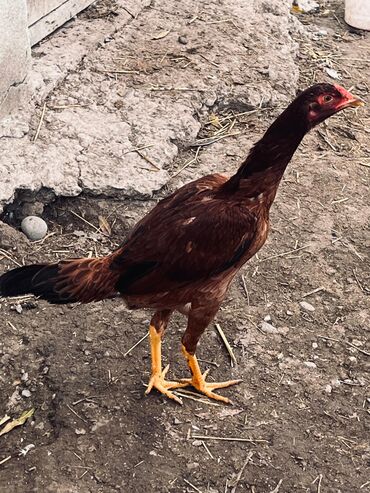 Toyuqlar: Toyuq, Damazlıq — 5