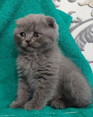 Коты: Продаю шотландского котёнка классического голубого окраса