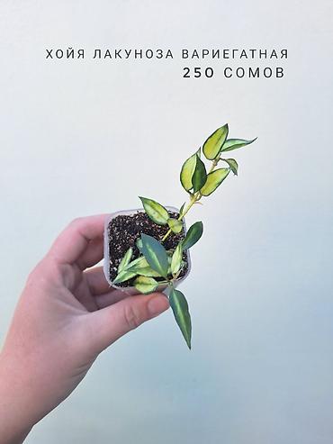 молодая гвардия: 💚 Комнатные растения (детки/молодые растения). 🪴 Названия и цены — 9