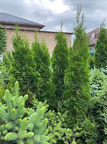 Туя: Продаем ели, туи, сосны и все виды хвойных растений! 🌲✨ Мы выращиваем — 11