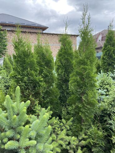Декоративные деревья: Саженцы деревьев: Сосны, Самовывоз, Платная доставка at lalafo.kg — 12 Декоративные деревья: Саженцы деревьев: Сосны, Самовывоз, Платная доставка — 12