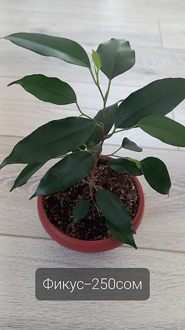 комнатные цветы даром: Продаю цветы,цены на фото. Малачай на последнем фото-350сом Адрес:ж/м — 6