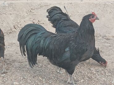 Куры, петухи: Продаю | Петух | Для разведения — 8