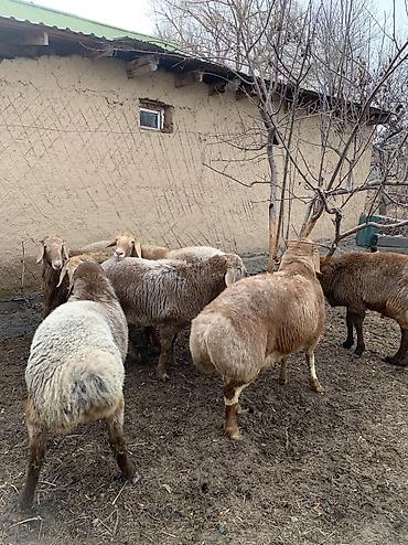 Баран, овца: Продаю | Баран (самец) | Арашан | Для разведения — 8