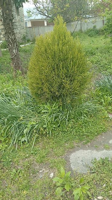 Çöl bitkiləri: Landşaft üçün dekorativ həmişəyaşıl kollar - Thuja (piramidal — 1