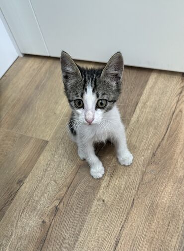дом для животных: Отдаю котенка 2-3 месяца в любящую семью без маленьких детей. К лотку