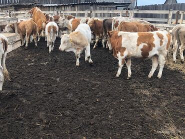 дойных коров: Продаю | Корова (самка), Бык (самец), Тёлка | Герефорд, Голштин, Алатауская