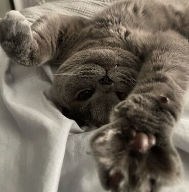 Pişiklər: Şotland yastı qulaq, Erkək, Dişi, Ödənişli çatdırılma, Ünvandan götürmə -da lalafo.az — 12 Pişiklər: Şotland yastı qulaq, Erkək, Dişi, Ödənişli çatdırılma, Ünvandan götürmə — 12