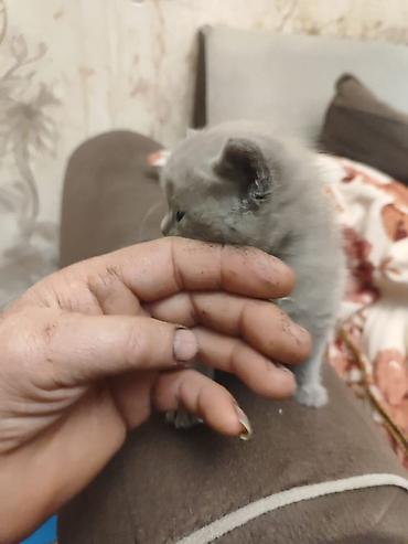 soya yemi: Balaca pişik balaları – ağ xəzli, boz-qum rəngdə quyruq və qulaq — 7