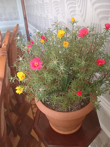 maral buynuzu bitkisi: Saksıdakı canlı Portulaka (moss rose) – çoxrəngli çiçəklər - Növ — 1