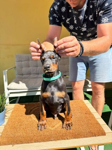 Psi: Doberman stenad. Ostenjeni su 28.06.2025. Spremni su za preuzimanje — 17