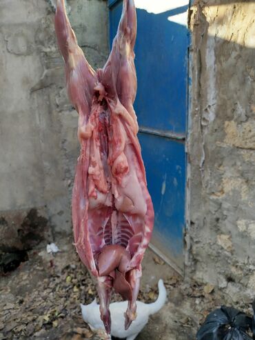 Ət: Dovşan eti halal kesilmiş halal ceki 1 ededi gelir 1k.800q. 1k.500q -da lalafo.az — 8 Ət: Dovşan eti halal kesilmiş halal ceki 1 ededi gelir 1k.800q. 1k.500q — 8