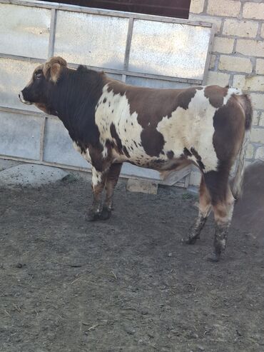 Inəklər, öküzlər: Erkək, il: 1, 150 kq, Damazlıq -da lalafo.az — 10 Inəklər, öküzlər: Erkək, il: 1, 150 kq, Damazlıq — 10