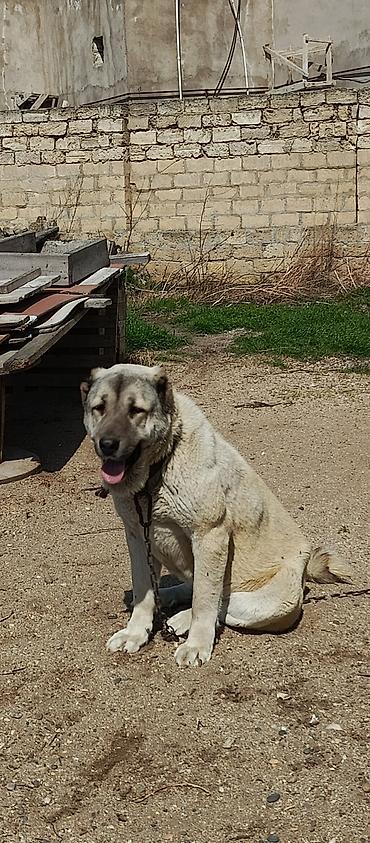 İtlər: Kanqal, 2 il — 2