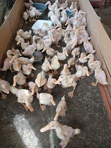 Məhsul: Ördək balaları (cücələr) Pekin ördek balalari 40günlükler