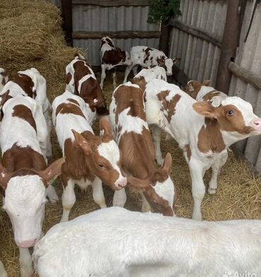 Dana, buzov: Dana, buzov, Dişi, Simental, ay: 1, Damazlıq, Ətlik, Rayonlara çatdırılma, Pulsuz çatdırılma, Ödənişli çatdırılma — 29