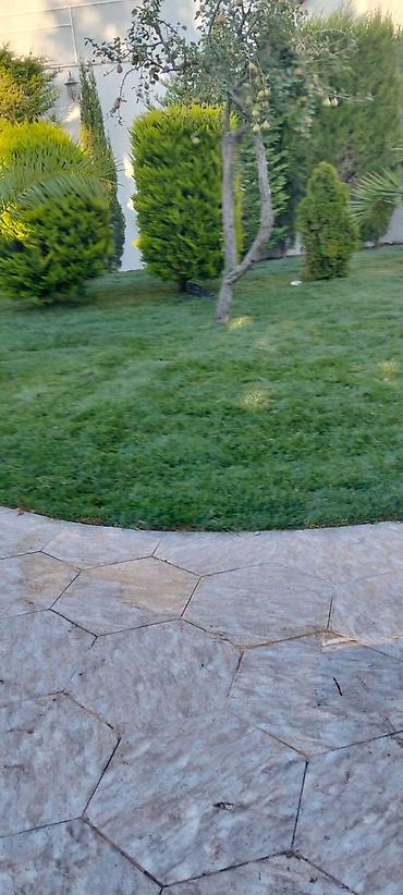qazon xalca: Təbii enli yarpaqlı qazon Tətbiq sahələri: - Həyət və bağlar - — 1