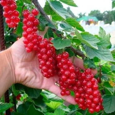 Садовые цветы и кустарники: Саженцы цветка: Розы — 25