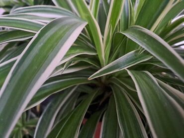 Vaze i saksije: Crassula Ovata, Drvo Novca, velika biljka sa prve, druge i trece je — 15