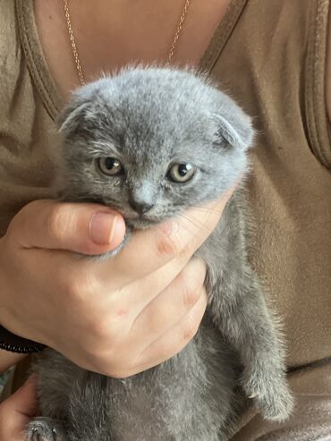 sort pişiklər: Şotland, Dişi, Yaxşı əllərə, Pulsuz çatdırılma