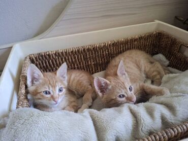 кастрация кота бишкек цена: 3 айлык, Ургаачы, Лотокко барууга үйрөтүлгөн