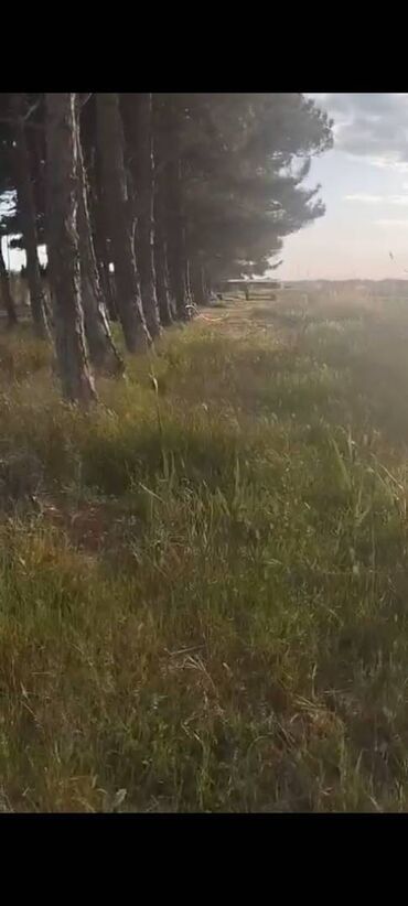 Torpaq sahələrinin satışı: 14 sot, Kənd təsərrüfatı, Mülkiyyətçi, Bələdiyyə — 13