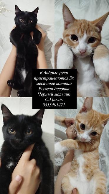Мышыктар: В добрые руки отдаются котята 3 месяцев: - Рыжая девочка с белыми — 1