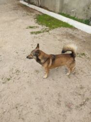 İtlər: Zvonok, 1 il, Erkek — 5