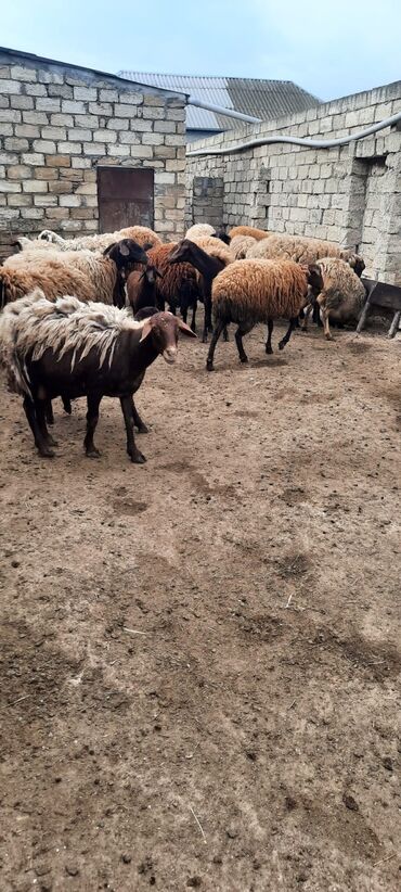 Qoyunlar, qoçlar: Balali qoyunlar satilir